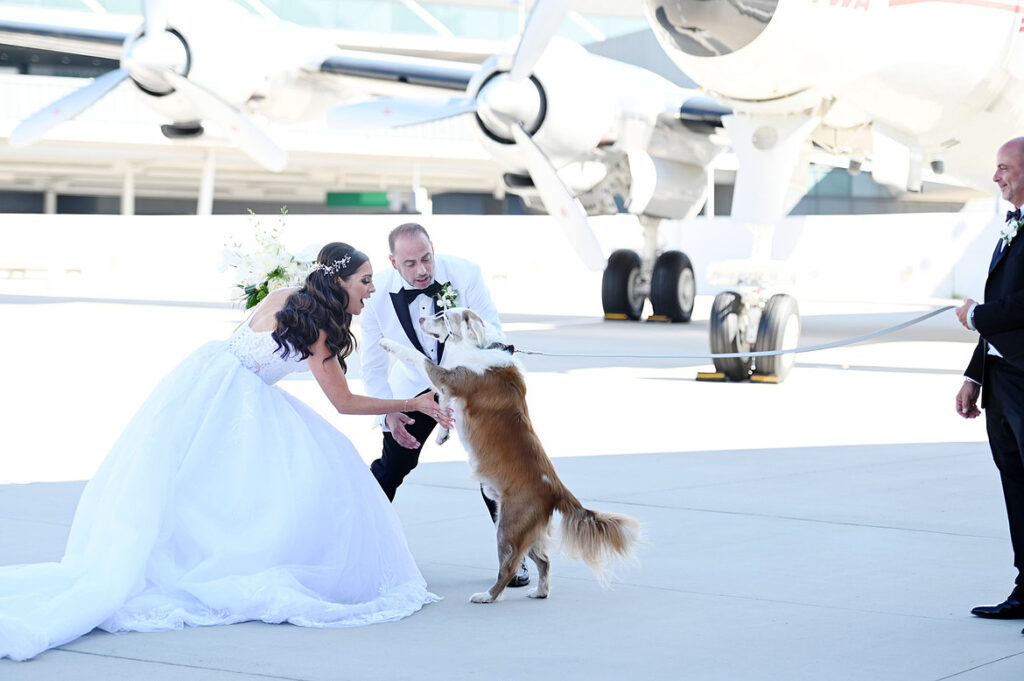 storytelling wedding photography of bride and groom greeting a dog near an airplane